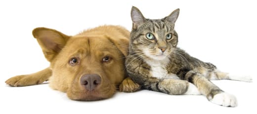 Dog and cat on white background