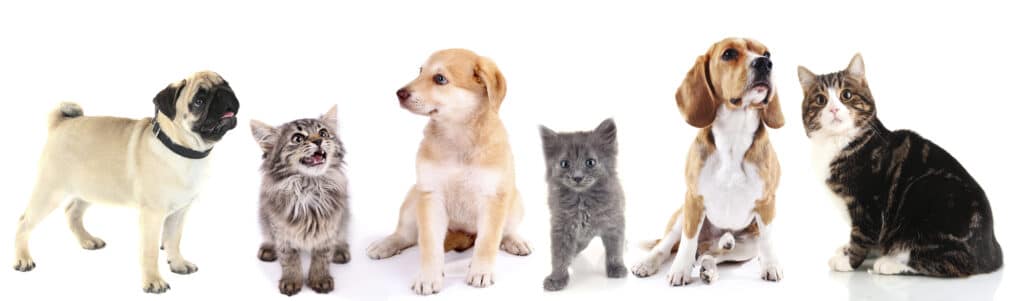 Dogs and cats should be spayed or neutered for their health